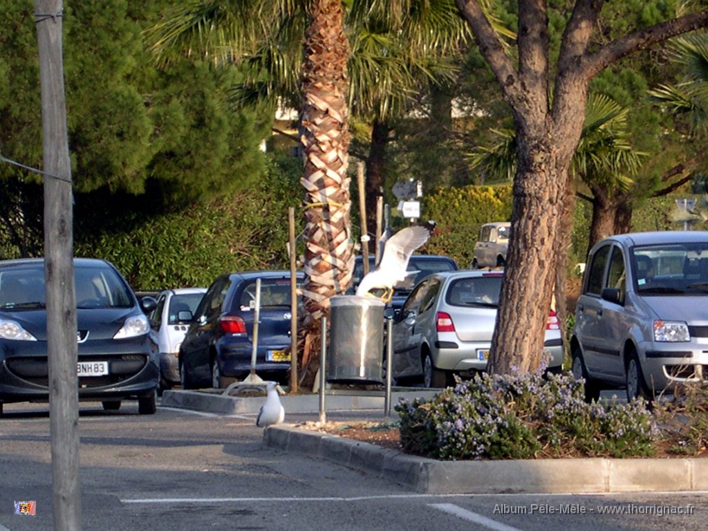 les mouettes en poubelle 170208.jpg